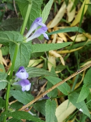 Scutellaria galericulata