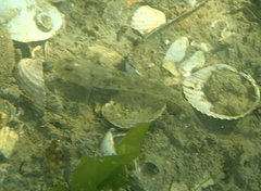 Pomatoschistus microps