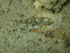 Pomatoschistus microps