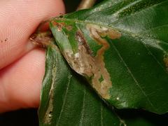 Stigmella hemargyrella