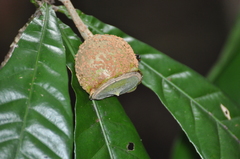 Lecythidaceae