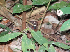 Heliconius wallacei