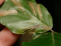 Stigmella hemargyrella