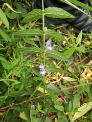 Scutellaria galericulata