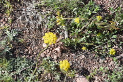 Harbouria trachypleura