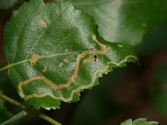 Agromyza alnibetulae