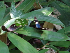 Heliconius wallacei