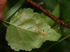 Agromyza alnibetulae