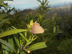 Callophrys augustinus iroides