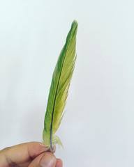 Psittacula krameri