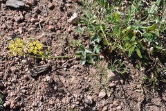 Harbouria trachypleura