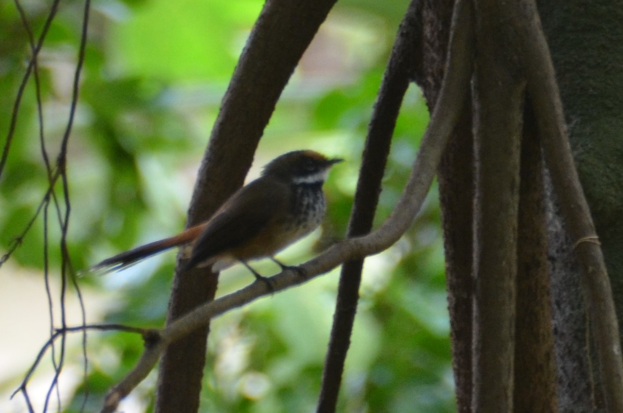 Micronesian Rufous Fantail (Rhipidura versicolor)