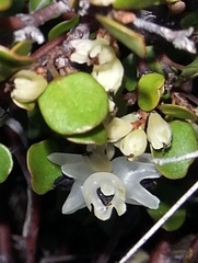 Muehlenbeckia complexa complexa