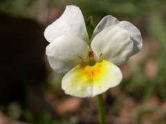 Viola aetolica