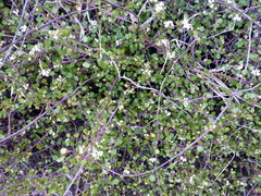 Muehlenbeckia complexa complexa