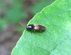 Horistonotus curiatus