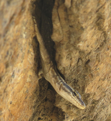 Platysaurus attenboroughi