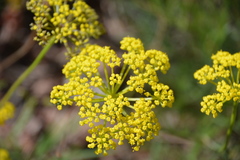 Harbouria trachypleura