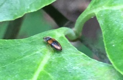 Horistonotus curiatus