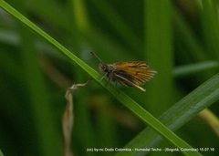 Ancyloxypha melanoneura