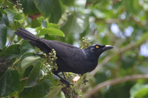 Micronesian Starling (Aplonis opaca), photo 10