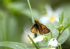 Ancyloxypha melanoneura