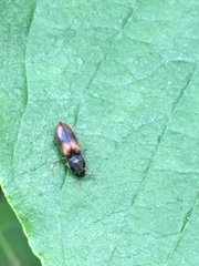 Horistonotus curiatus