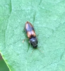 Horistonotus curiatus