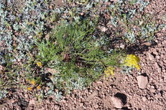 Harbouria trachypleura