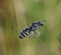 Lasioglossum sexnotatum