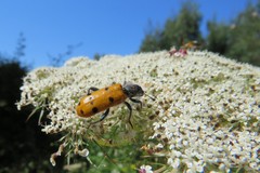 Trichodes octopunctatus