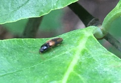 Horistonotus curiatus