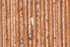 Empoa casta