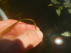 Potamogeton zosteriformis