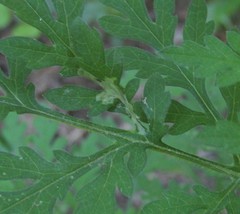 Calycomyza platyptera