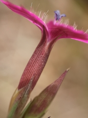 Dianthus deltoides