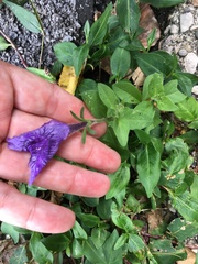 Platycodon grandiflorus