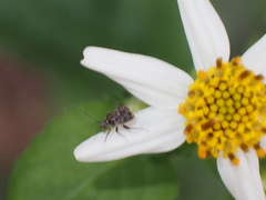 Charagochilus longicornis