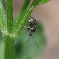 Charagochilus longicornis