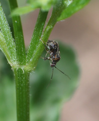 Charagochilus longicornis