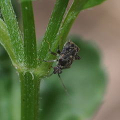Charagochilus longicornis