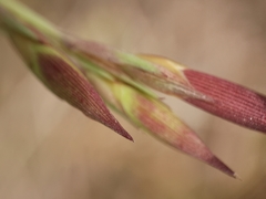 Dianthus deltoides