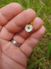 Erigeron strigosus strigosus