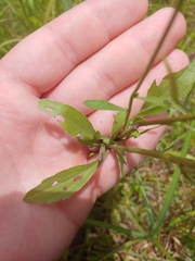 Erigeron strigosus strigosus