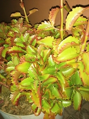 Kalanchoe sexangularis
