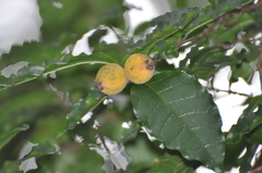 Campomanesia ilhoensis