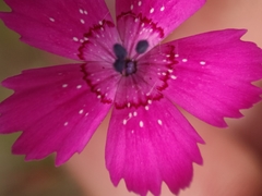 Dianthus deltoides
