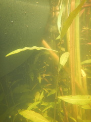 Potamogeton zosteriformis