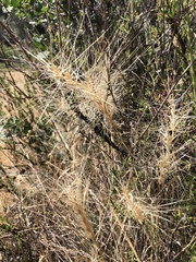 Elymus multisetus