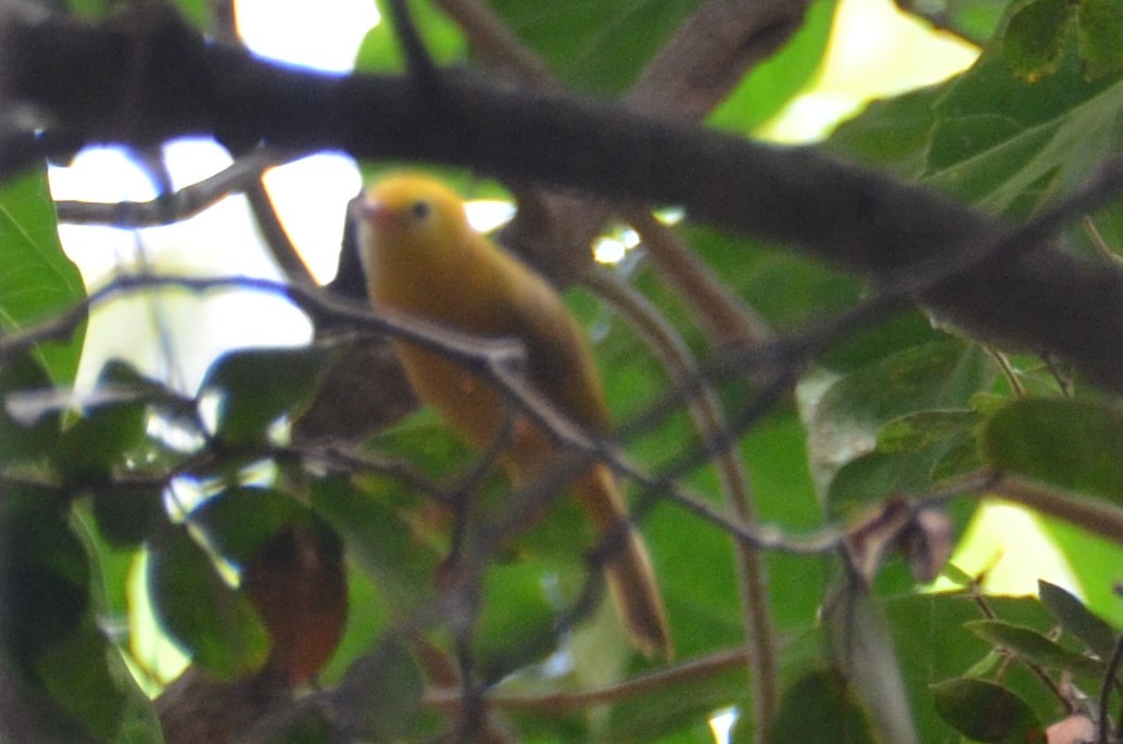 Golden White-eye (Cleptornis marchei), photo 2